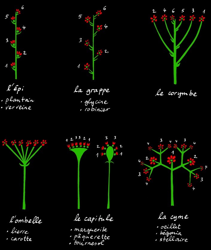 architecture-vegetale